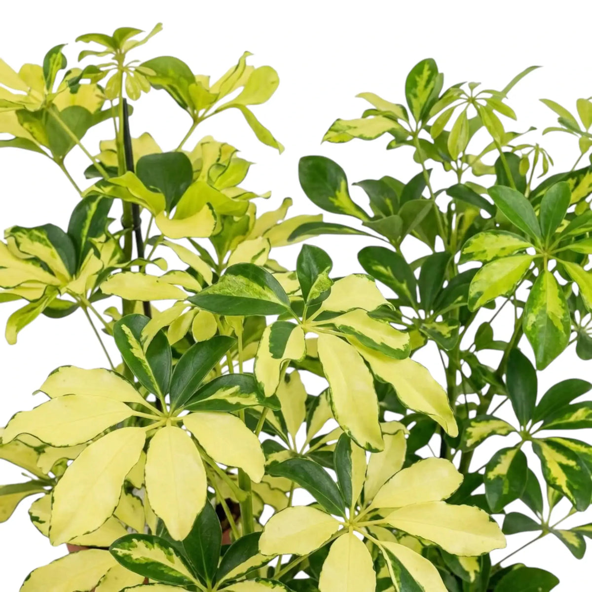 Heptapleurum arboricola 'Charlotte' foliage detail showing radiating leaflets with irregular cream patches