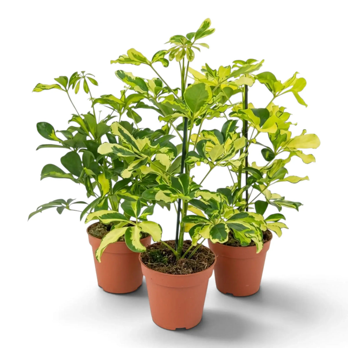 Potted Heptapleurum 'Charlotte' with branching stems and layered cream-and-green leaf clusters