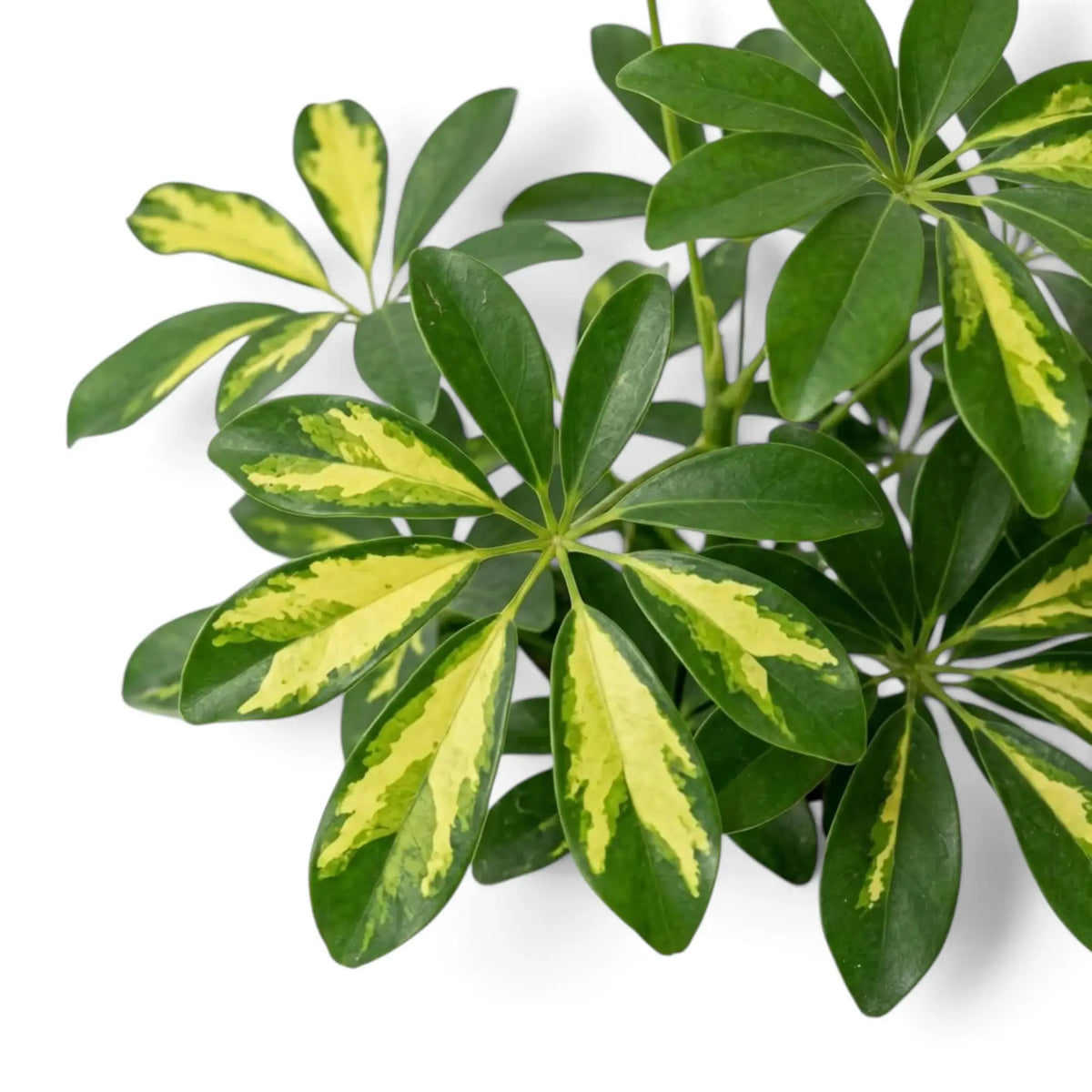 Heptapleurum 'Gold Capella' foliage with radiating green leaflets splashed bright yellow