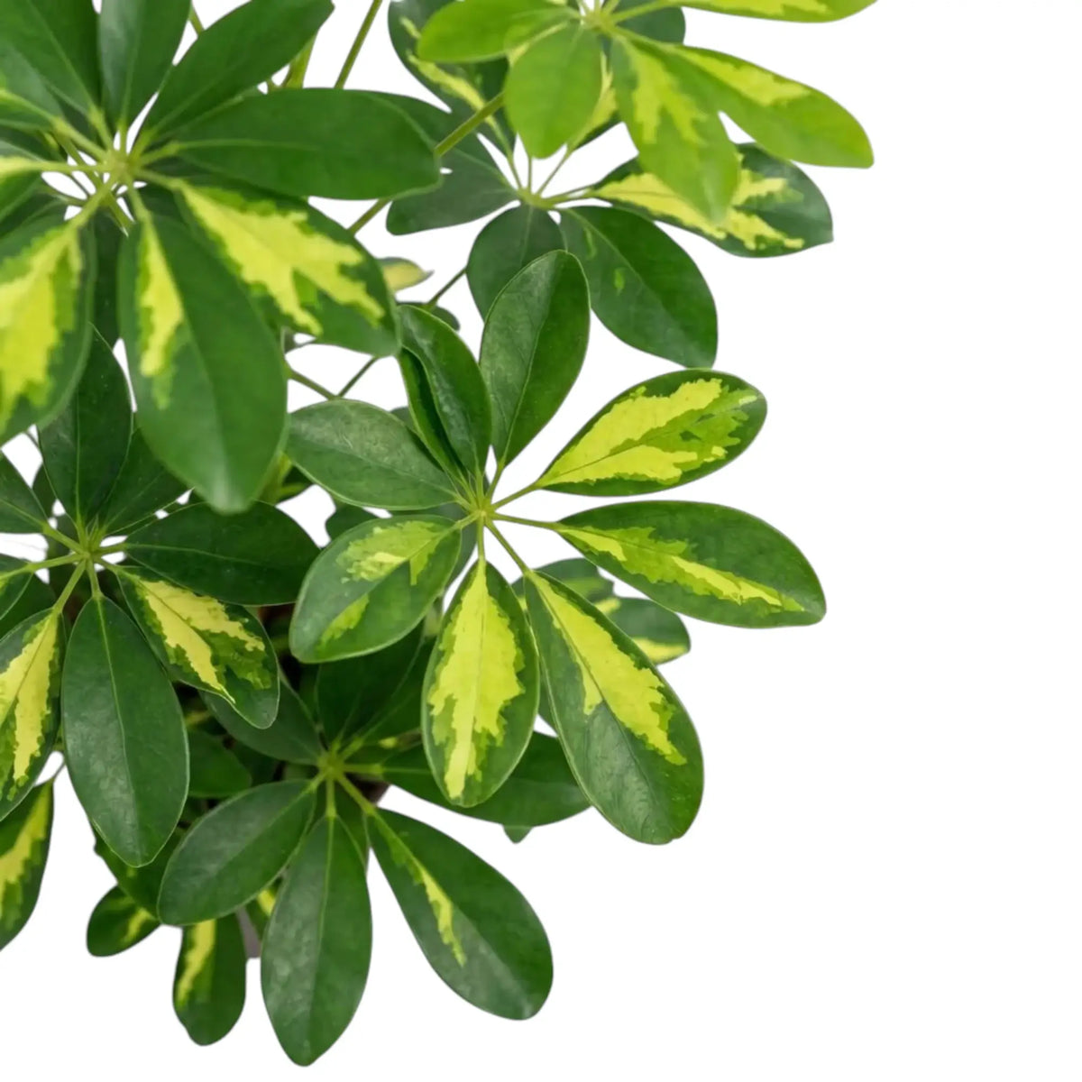 Overlapping Heptapleurum 'Gold Capella' leaves with yellow-centred and solid green leaflets