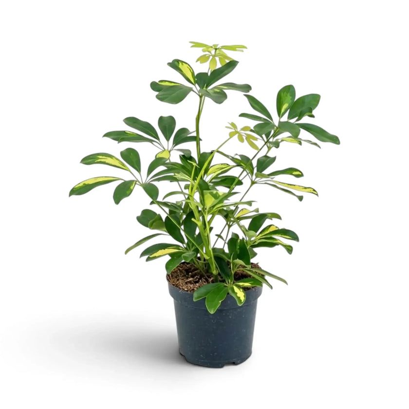 Tall Heptapleurum 'Gold Capella' in a dark nursery pot with yellow-variegated leaf clusters
