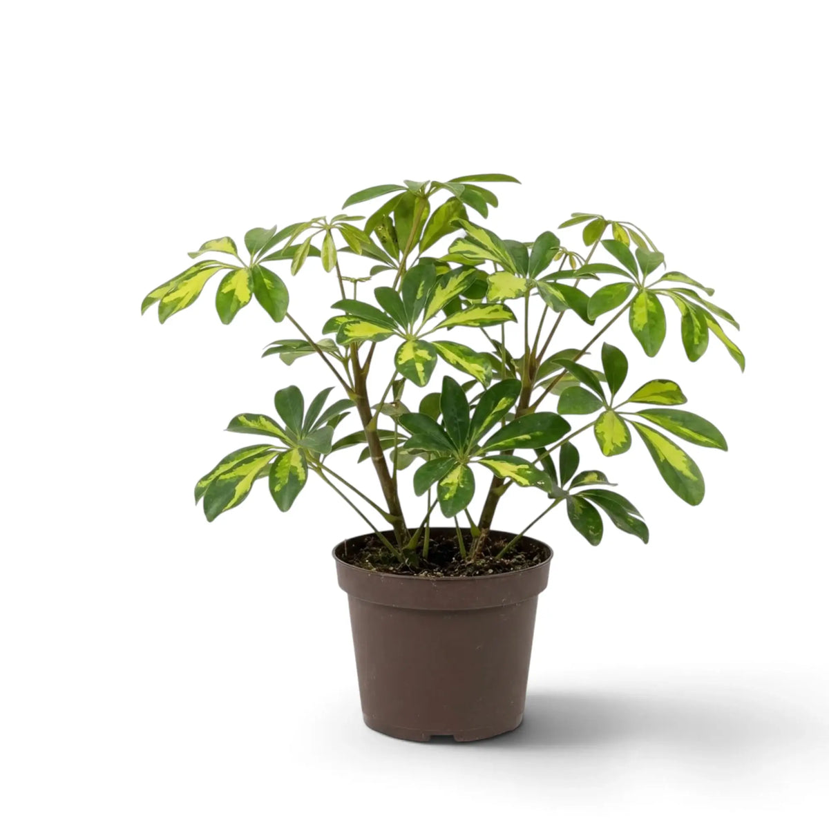 Heptapleurum 'Gold Capella' in a brown pot with spreading stems and yellow-marbled leaves