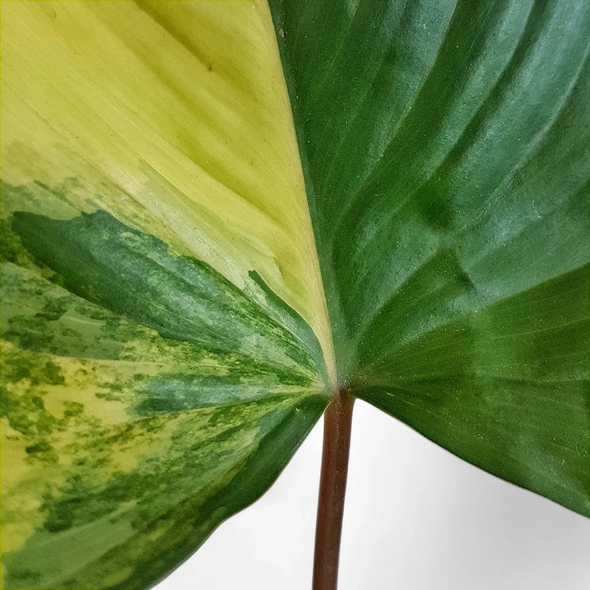 Homalomena rubescens 'Aurea Variegata' – Blattdetail vor weißem Hintergrund..
