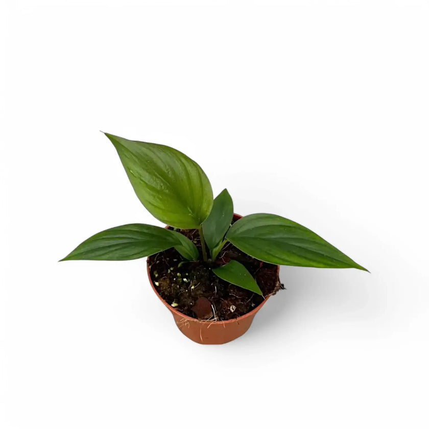 Homalomena rubescens 'Black emerald' ('Dark') Zimmerpflanze im Anzuchttopf vor weißem Hintergrund, Produktfoto 2.
