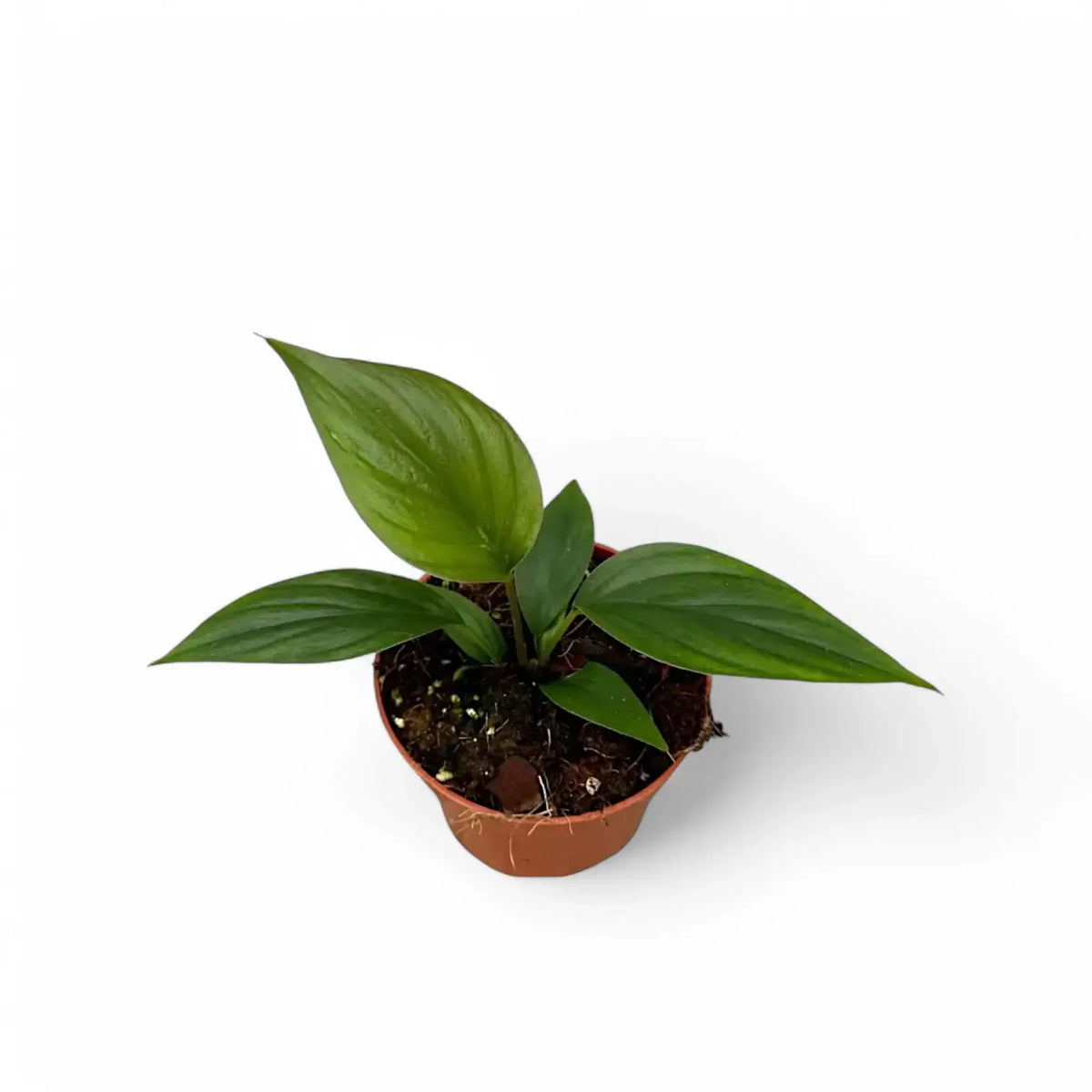 Homalomena rubescens 'Black emerald' ('Dark') potted plant in nursery pot on white background.