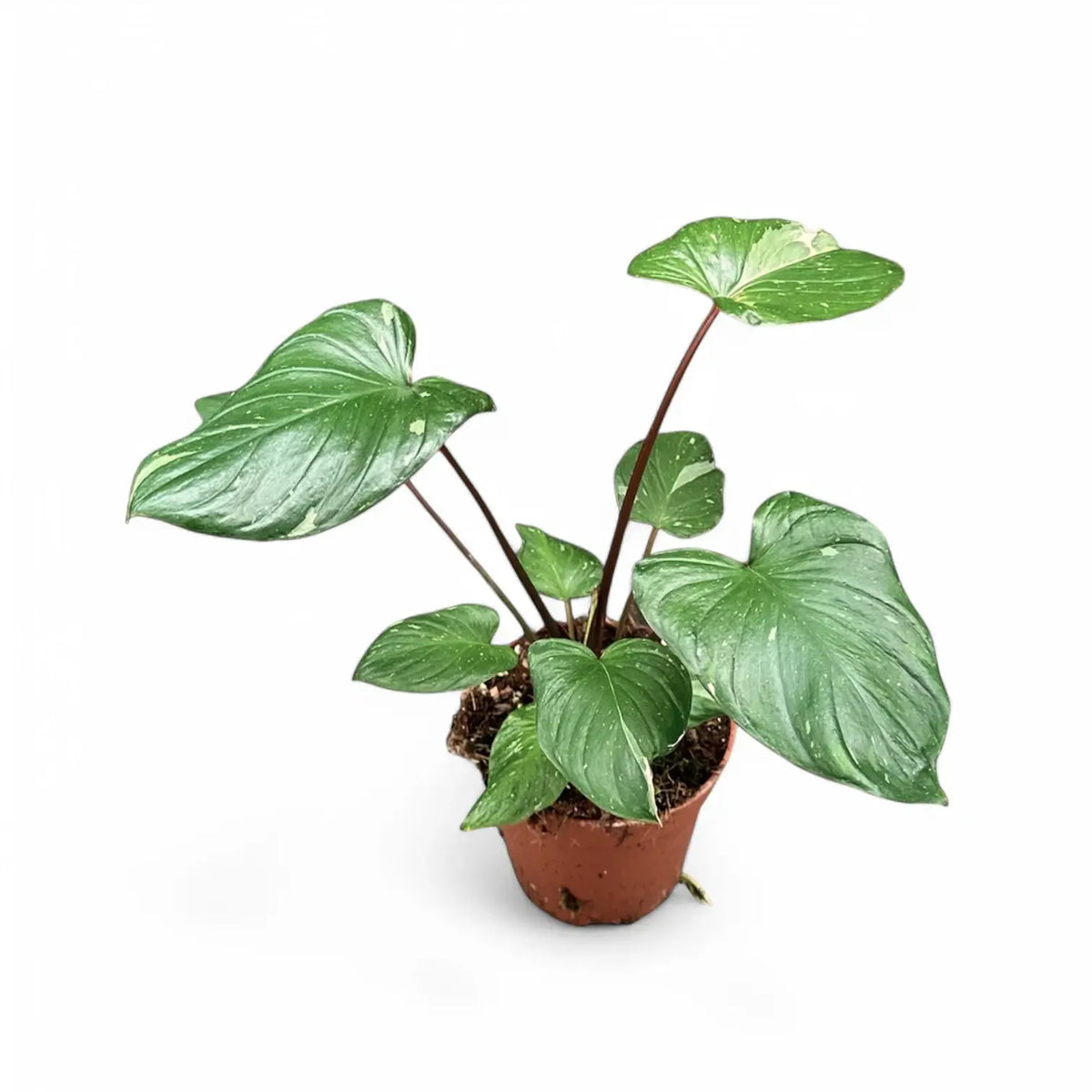 Homalomena rubescens 'Stardust' potted plant in nursery pot on white background.
