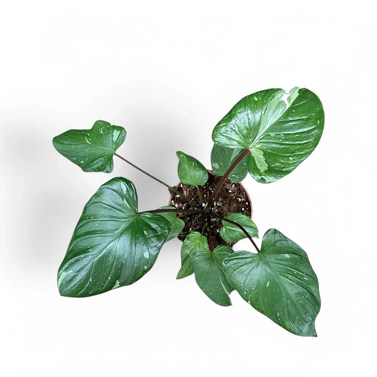 Homalomena rubescens 'Stardust' potted plant in nursery pot on white background.