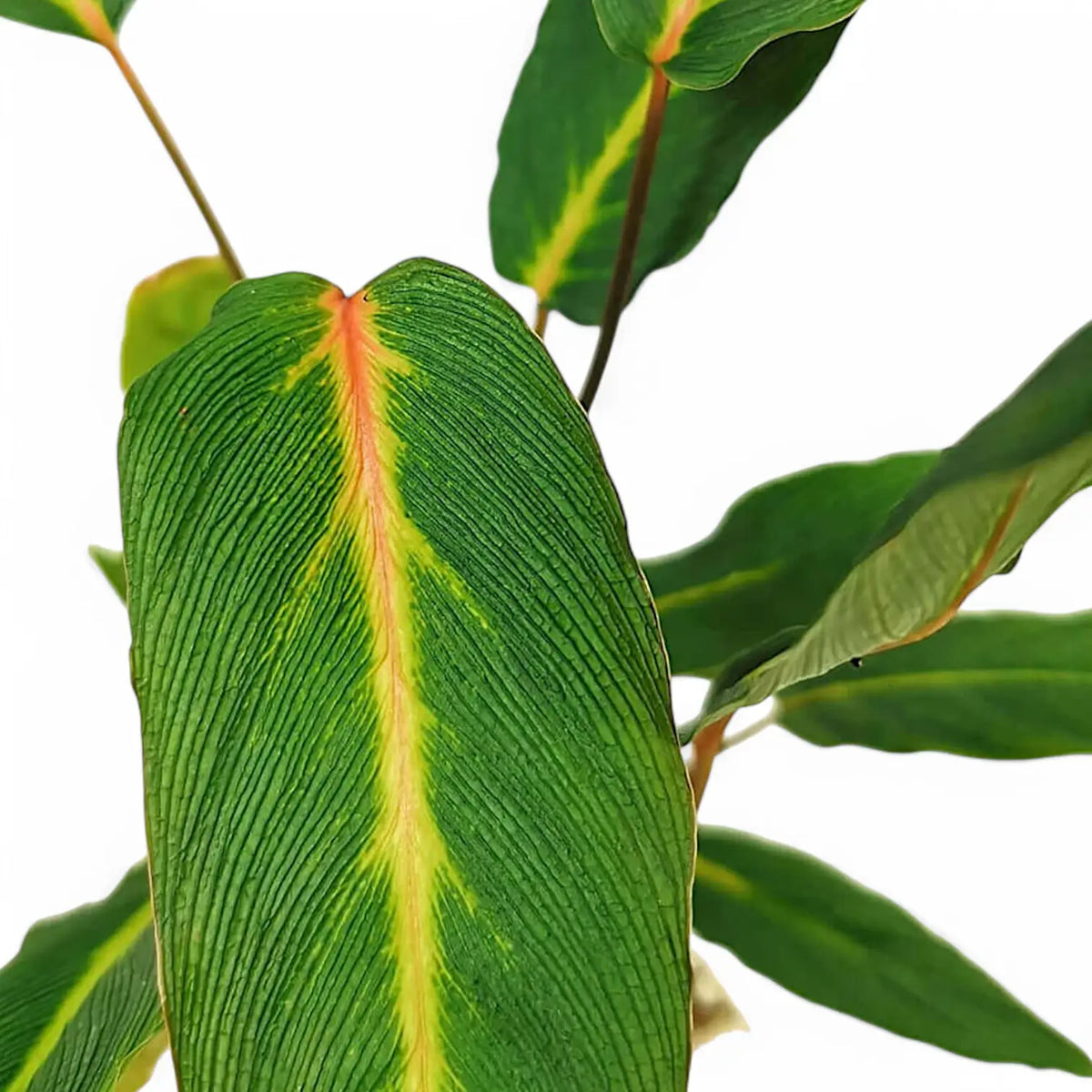 Homalomena sp. Papua Zimmerpflanze im Anzuchttopf vor weißem Hintergrund, Produktfoto 2.