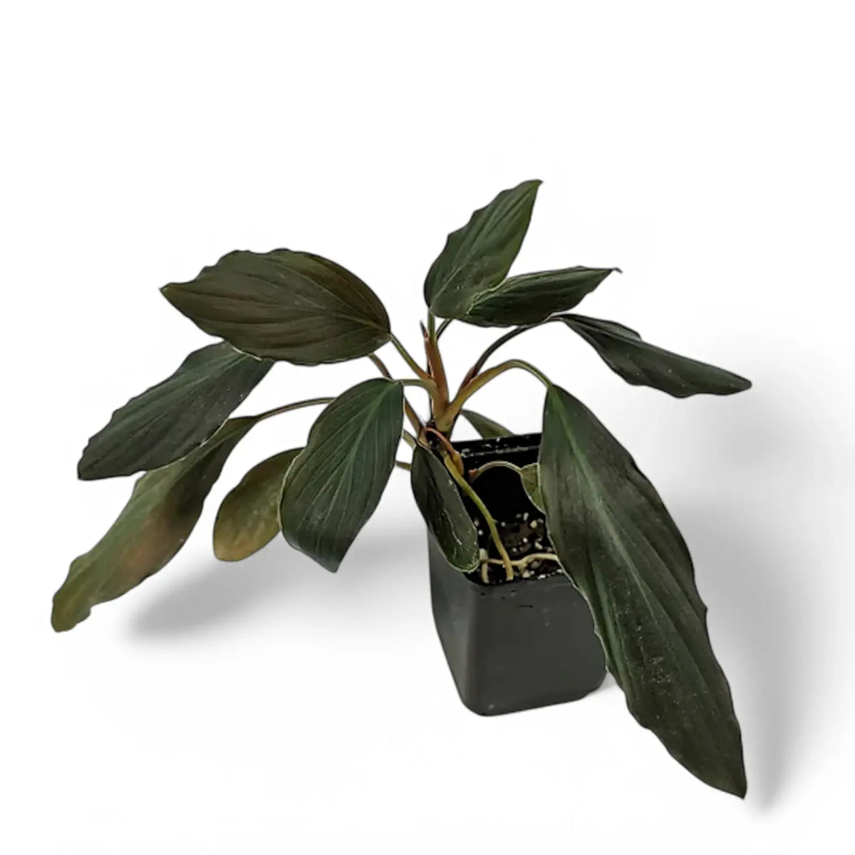 Homalomena sp. 'Platinum black' potted plant in nursery pot on white background.