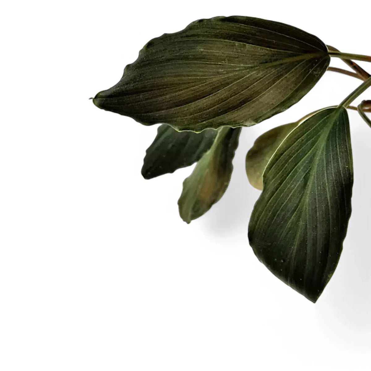 Homalomena sp. 'Platinum black' potted plant in nursery pot on white background.