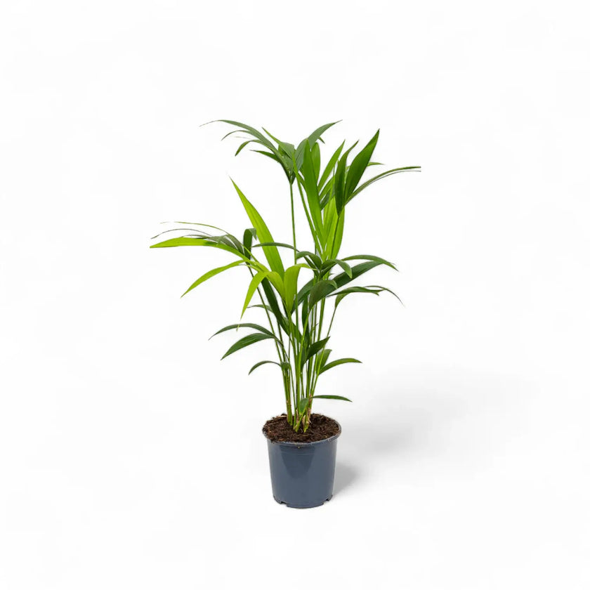 Howea forsteriana potted plant in nursery pot on white background.