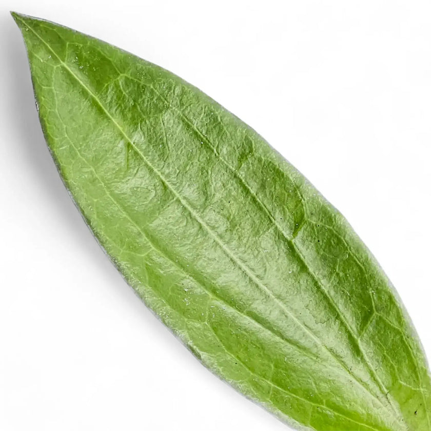 Hoya aff. icensis close-up of leaf on white background.