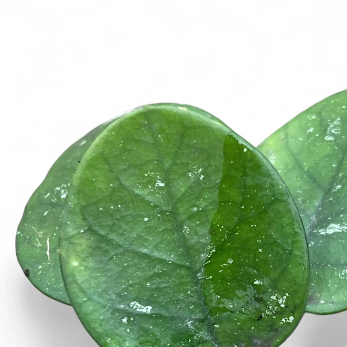 Hoya bonii close-up of leaf on white background.
