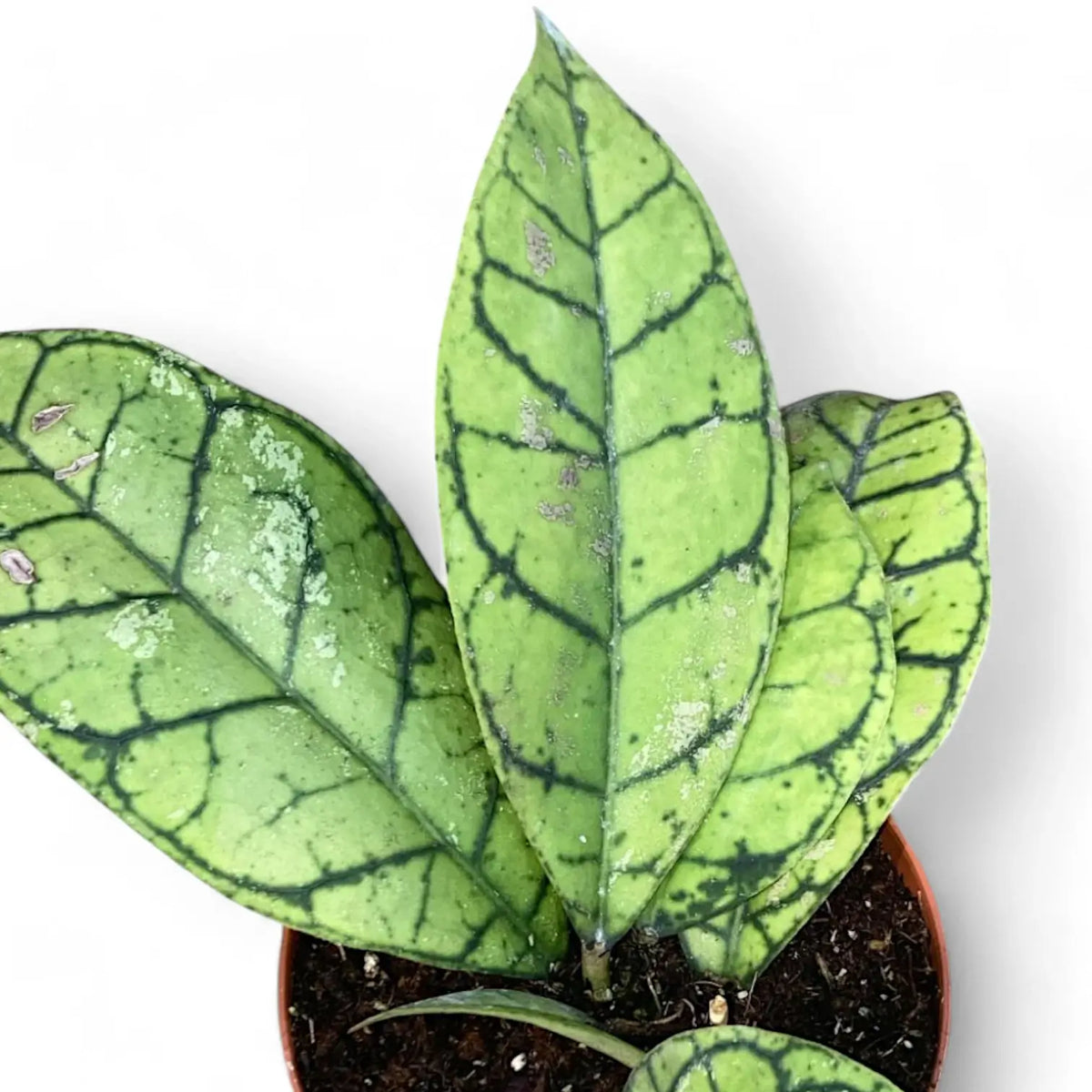 Hoya callistophylla potted plant in nursery pot on white background.