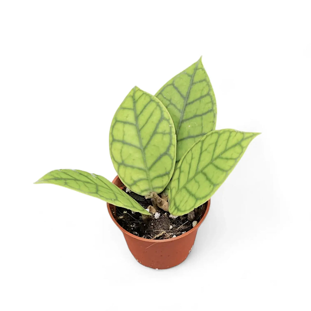 Hoya callistophylla potted plant in nursery pot on white background.