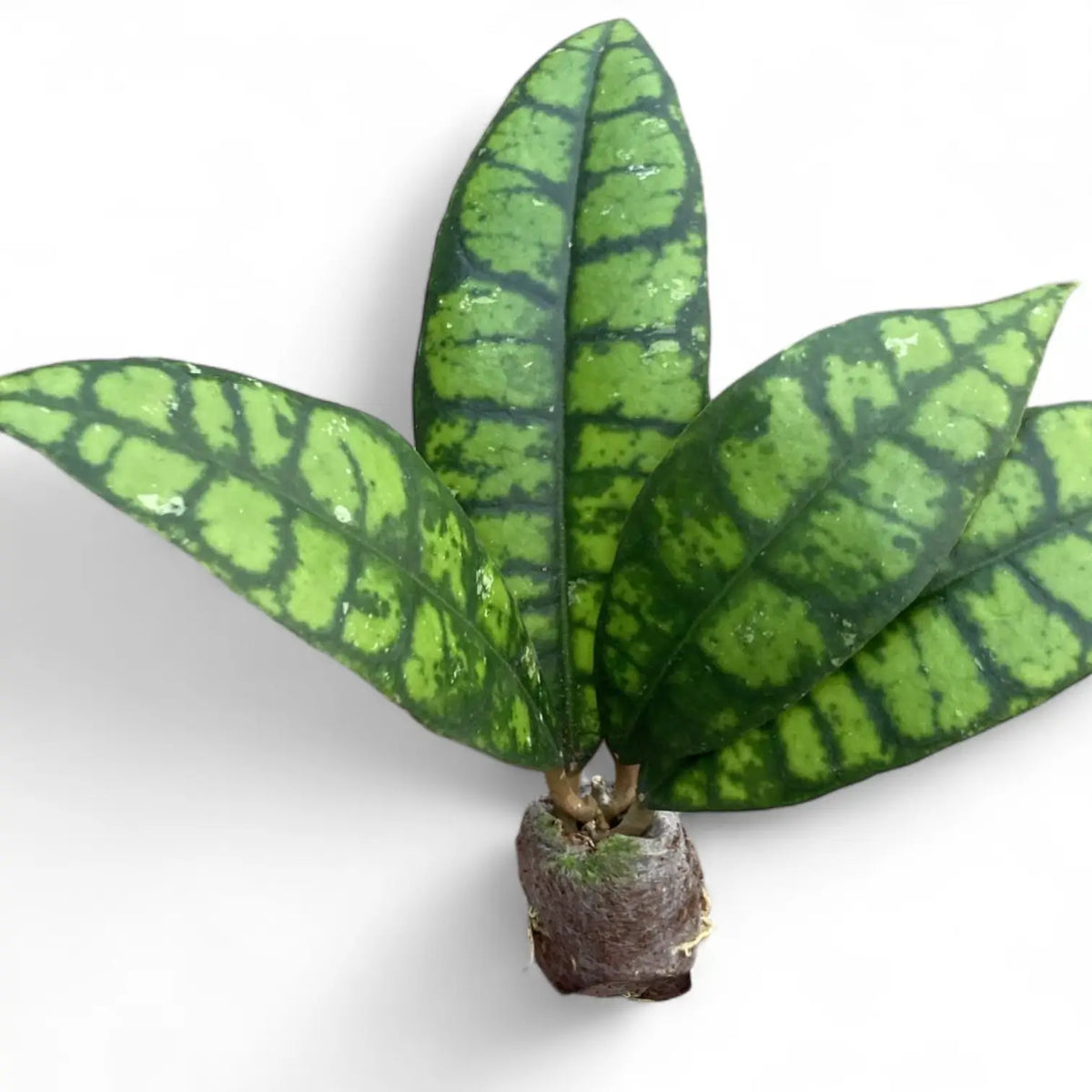 Hoya callistophylla 'Black cat' (IML 3576) Zimmerpflanze im Anzuchttopf vor weißem Hintergrund, Produktfoto 2.