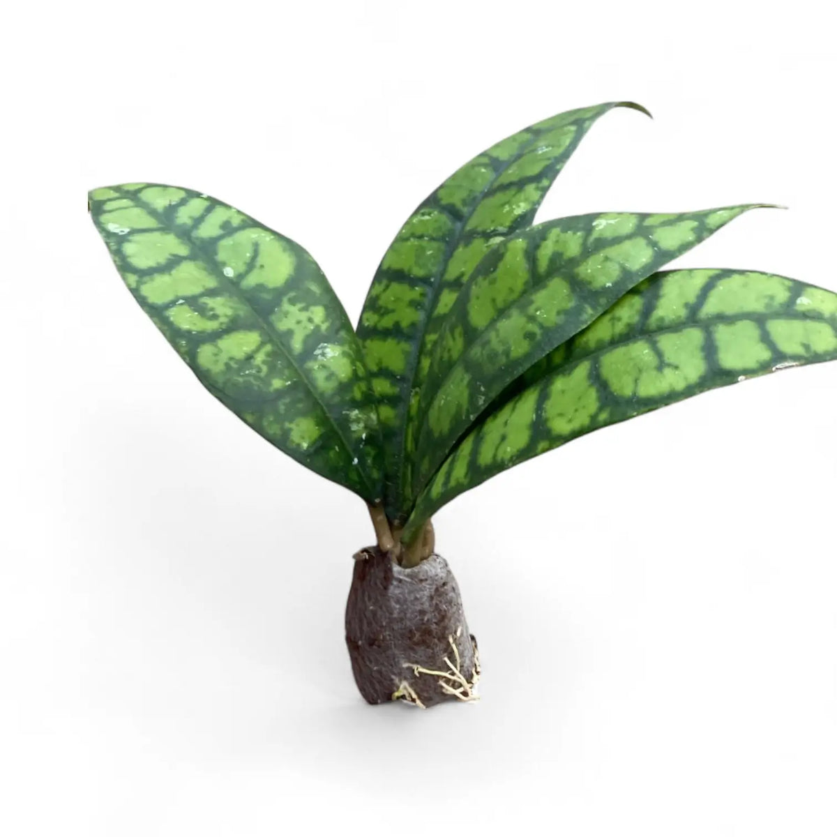 Hoya callistophylla 'Black cat' (IML 3576) Zimmerpflanze im Anzuchttopf vor weißem Hintergrund, Produktfoto 3.