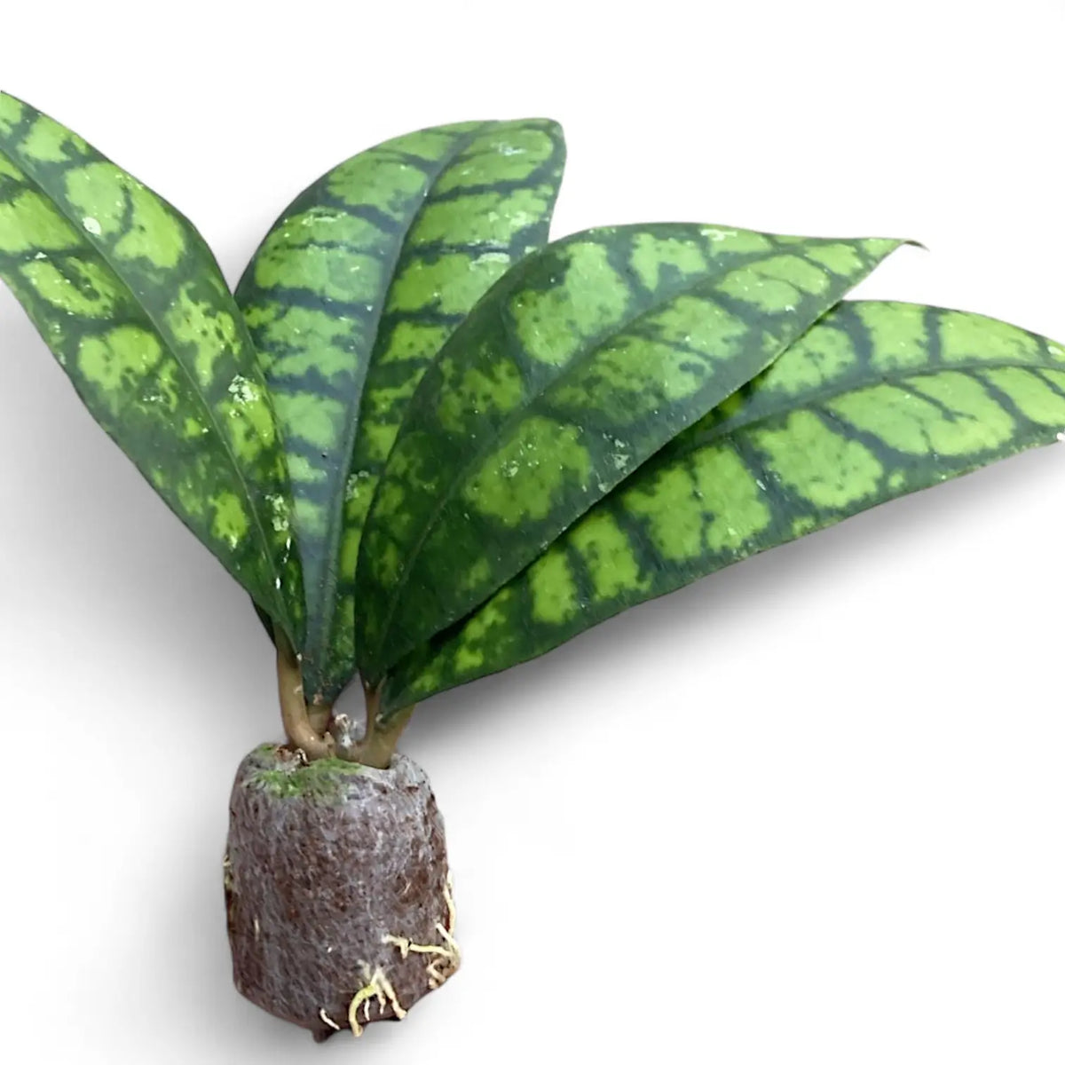 Hoya callistophylla 'Black cat' (IML 3576) potted plant in nursery pot on white background.