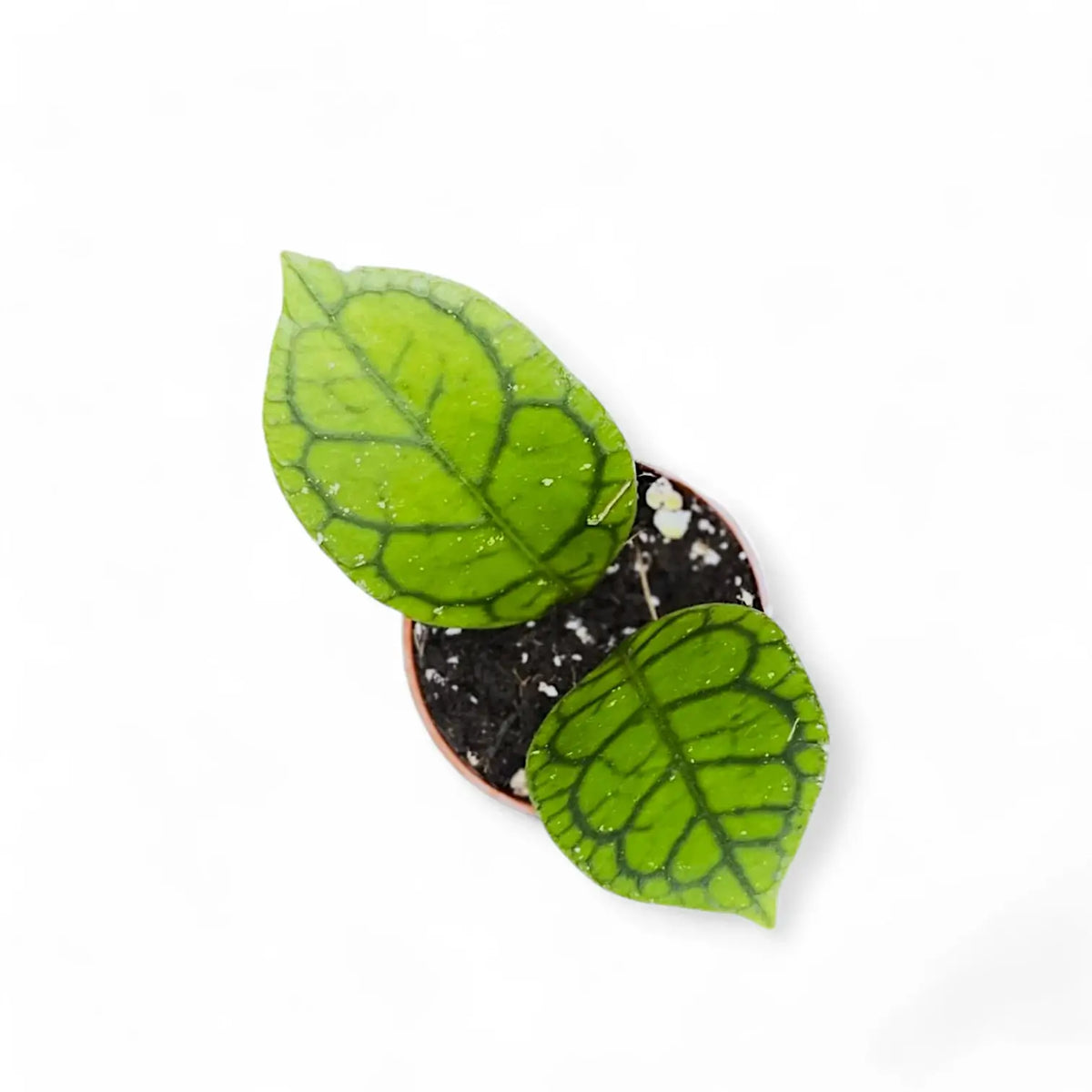 Hoya callistophylla 'Vena' (aka sp. Sekadau Borneo) potted plant in nursery pot on white background.