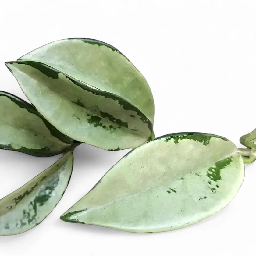 Hoya carnosa AH-074 'Silver Moon' close-up of leaf on white background.