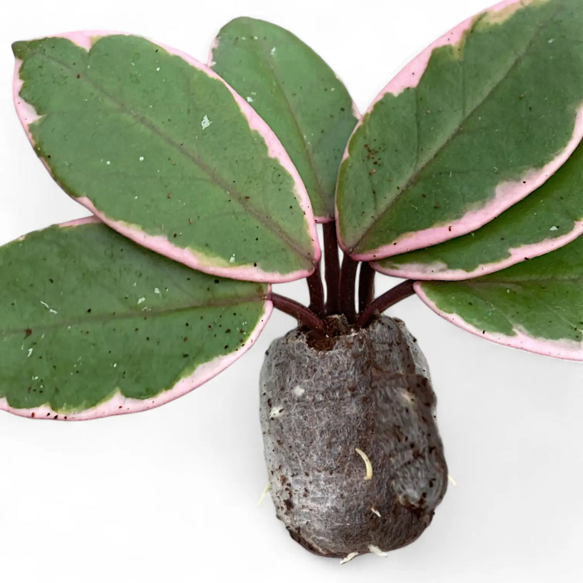 Hoya carnosa 'Flamingo Dream' potted plant in nursery pot on white background.