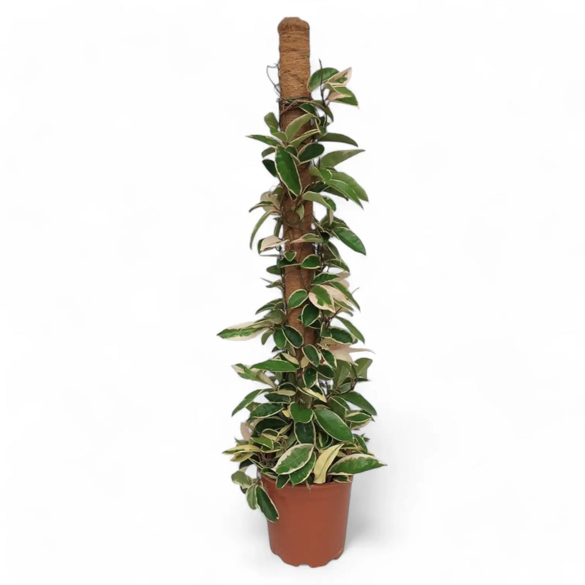 Hoya carnosa 'Krimson Queen' (albomarginata) potted plant in nursery pot on white background.