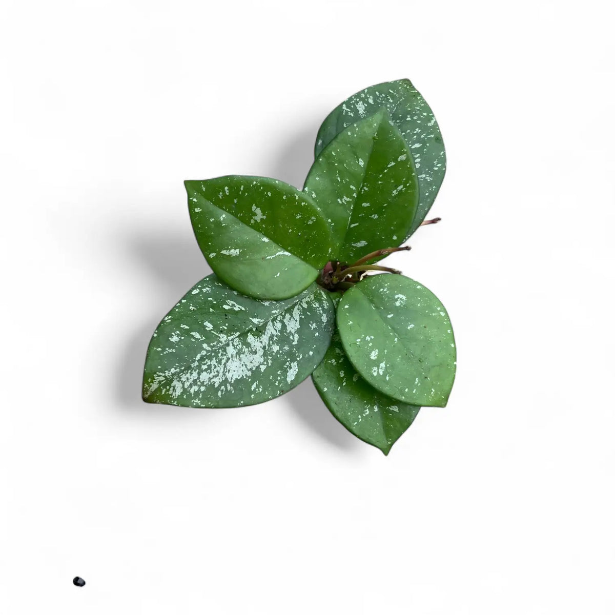 Hoya carnosa 'Speckles' potted plant in nursery pot on white background.