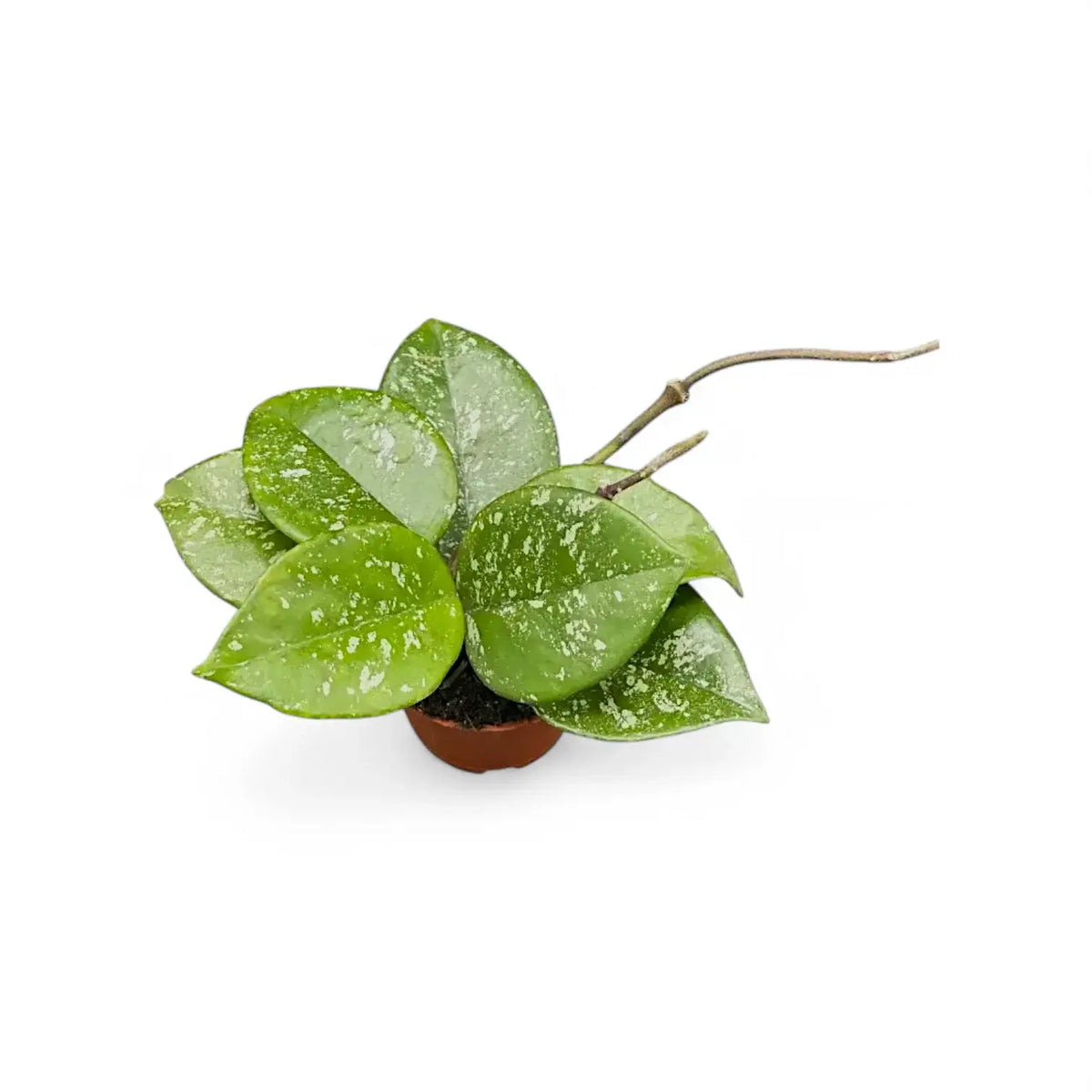 Hoya carnosa 'Speckles' potted plant in nursery pot on white background.