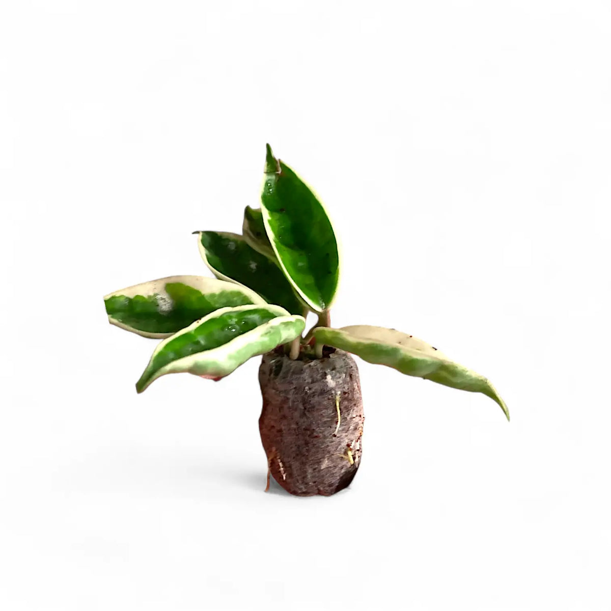 Hoya carnosa ‘Suzie Q’ potted plant in nursery pot on white background.