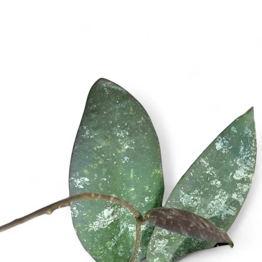 Hoya caudata 'Sumatra' aka 'Silver Stains' leaf detail on white background.