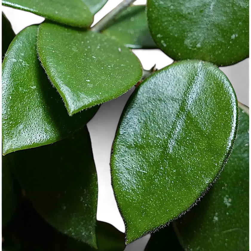 Hoya 'Chouke' leaf detail on white background.