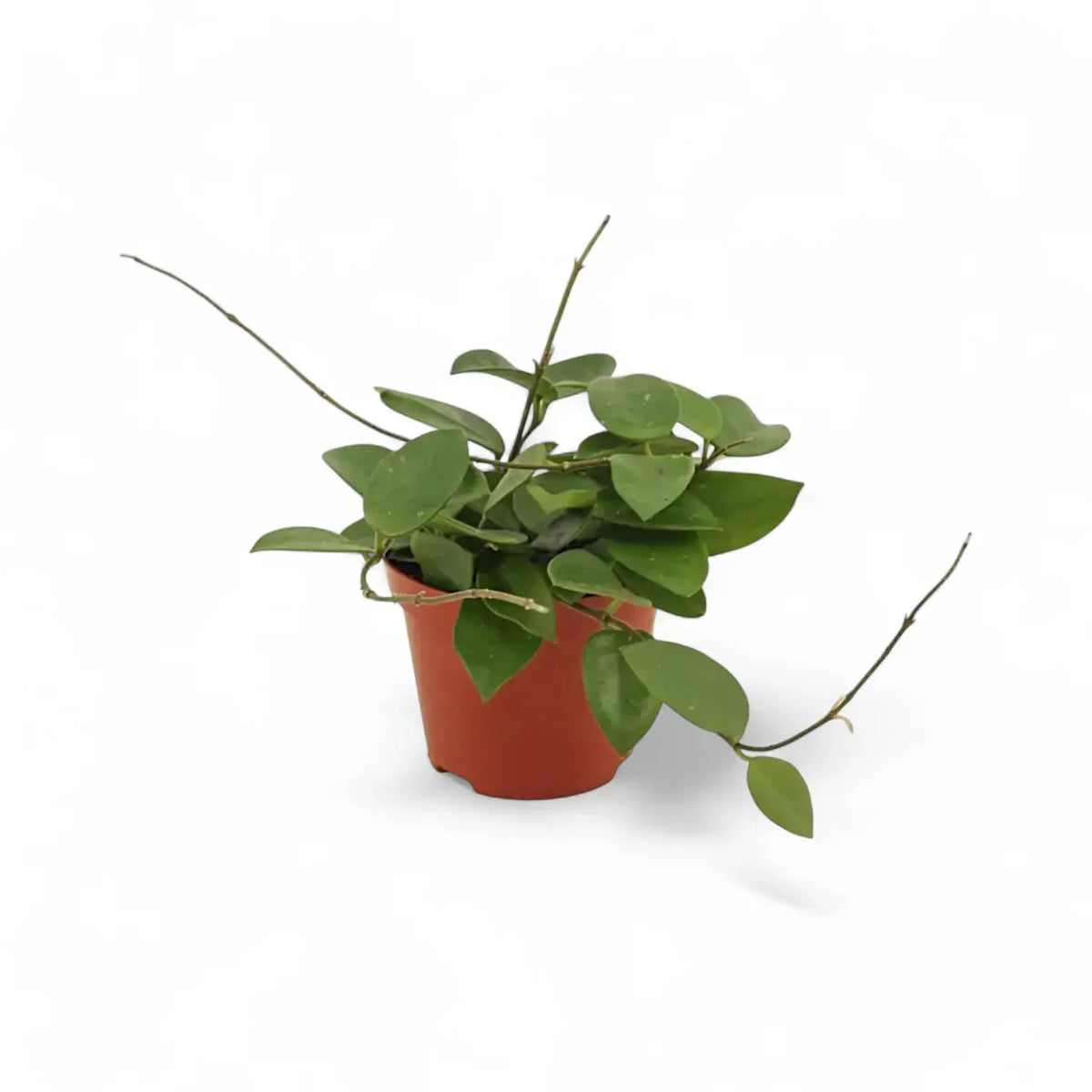 Hoya 'Chouke' Zimmerpflanze im Anzuchttopf vor weißem Hintergrund, Produktfoto 5.