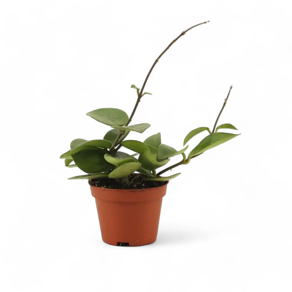 Hoya 'Chouke' Zimmerpflanze im Anzuchttopf vor weißem Hintergrund, Produktfoto 6.