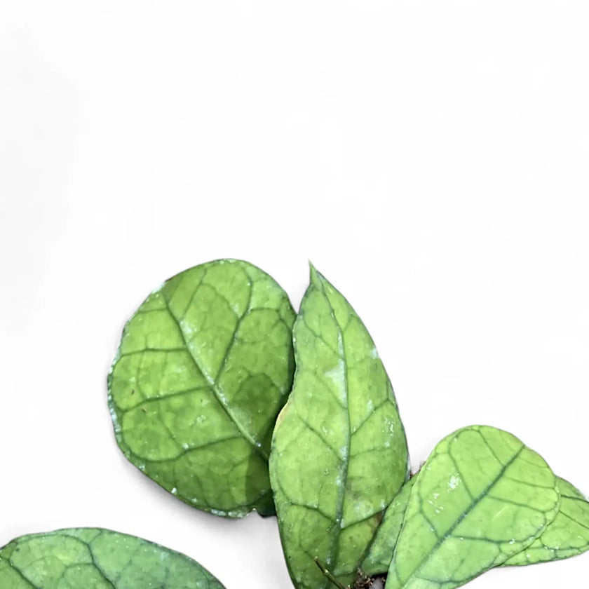 Hoya clemensiorum Kalimantan (Clone 1) leaf close-up on white background.