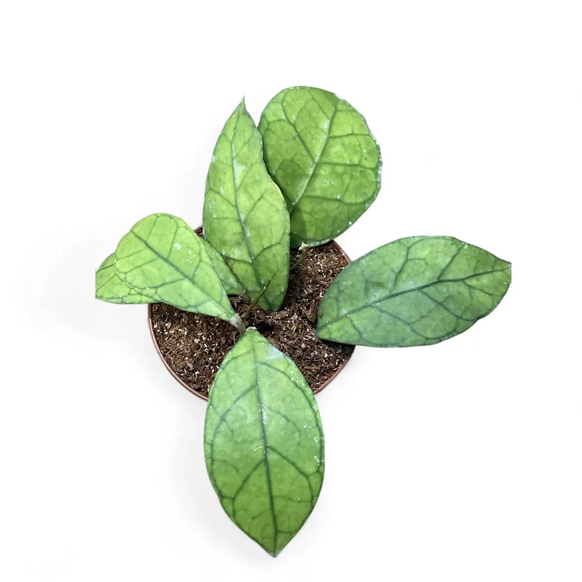 Hoya clemensiorum Kalimantan (Clone 1) Zimmerpflanze im Anzuchttopf vor weißem Hintergrund, Produktfoto 2.