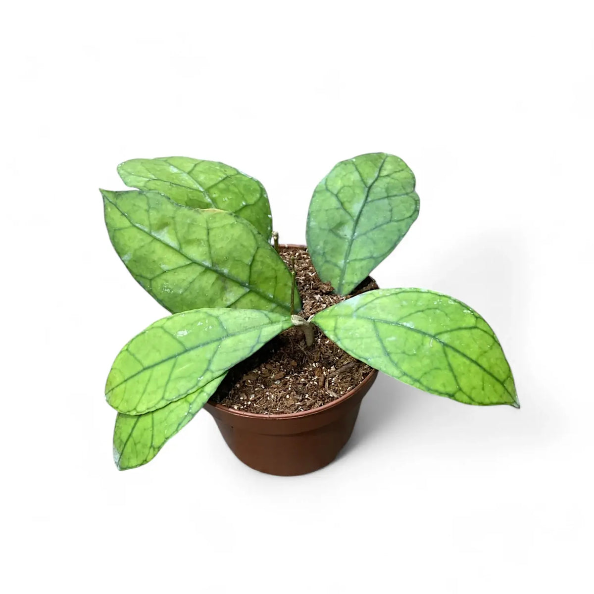 Hoya clemensiorum Kalimantan (Clone 1) Zimmerpflanze im Anzuchttopf vor weißem Hintergrund, Produktfoto 3.