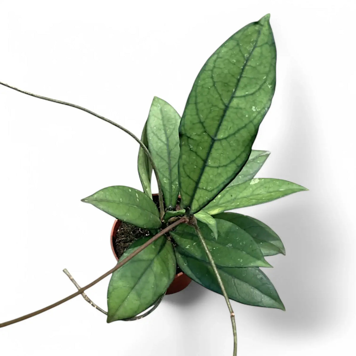 Hoya crassipetiolata potted plant in nursery pot on white background.