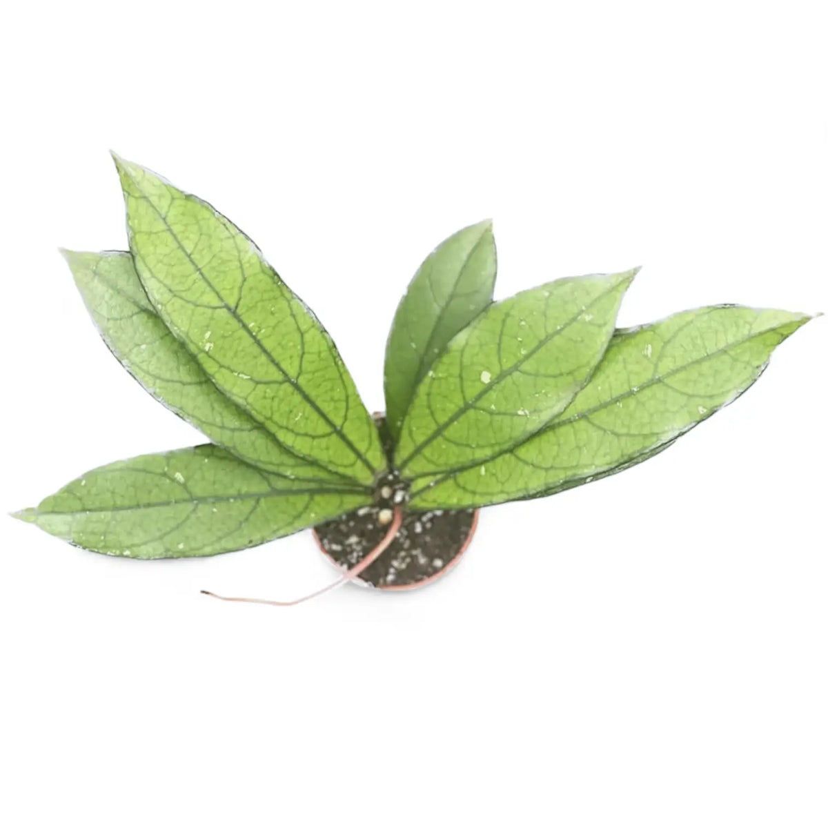 Hoya crassipetiolata (long leaf form) potted plant in nursery pot on white background.