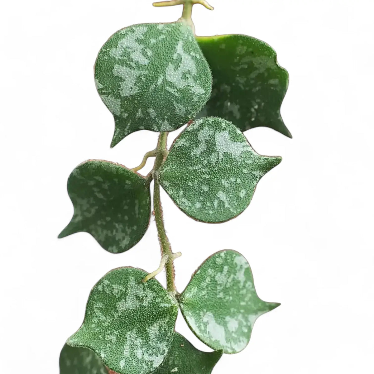 Hoya curtisii – Blattdetail vor weißem Hintergrund..