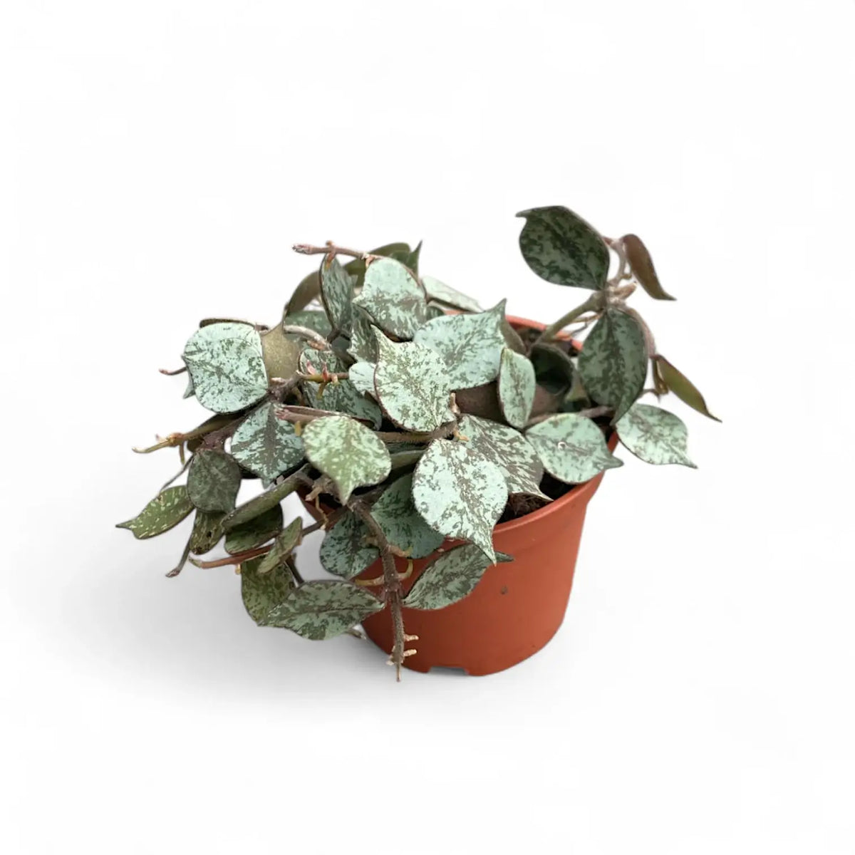 Hoya curtisii 'Silver' potted plant in nursery pot on white background.