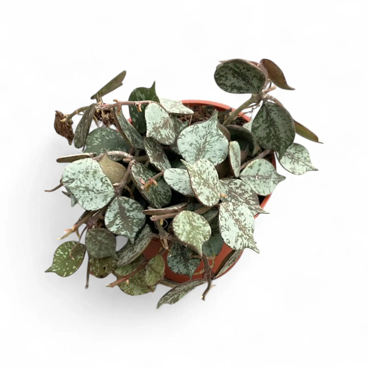 Hoya curtisii 'Silver' potted plant in nursery pot on white background.