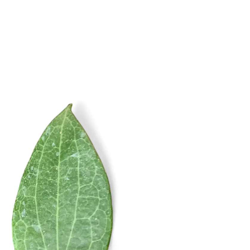 Hoya fitchii leaf detail on white background.