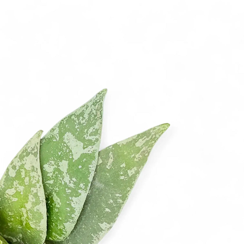 Hoya flagellata (Silver Form) close-up of leaf on white background.
