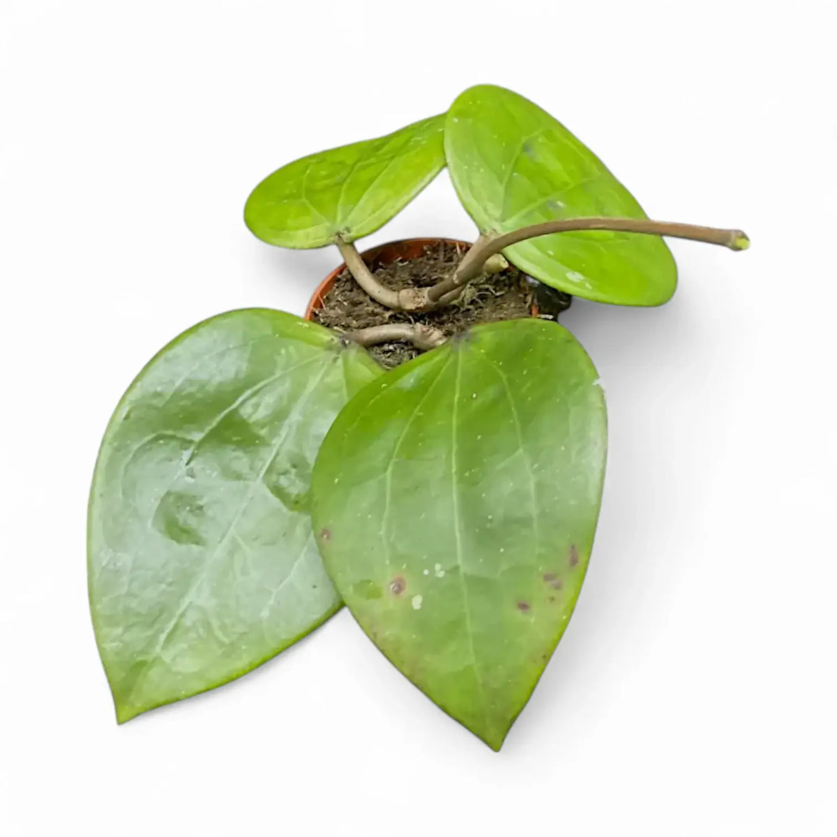 Hoya glabra 'Black Margin' Zimmerpflanze im Anzuchttopf vor weißem Hintergrund, Produktfoto 4.
