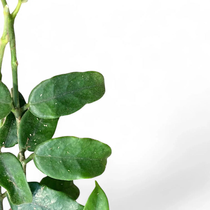 Hoya globulosa (villosa) 'Long Leaf' close-up of leaf on white background.