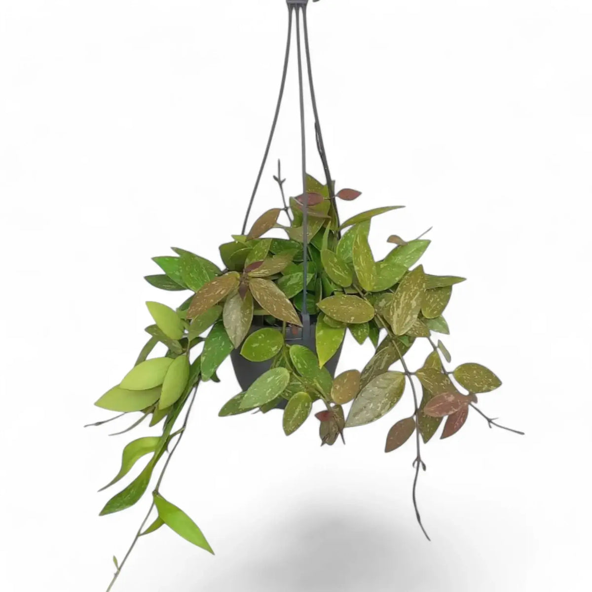 Hoya gracilis (Hoya memoria) potted plant in nursery pot on white background.