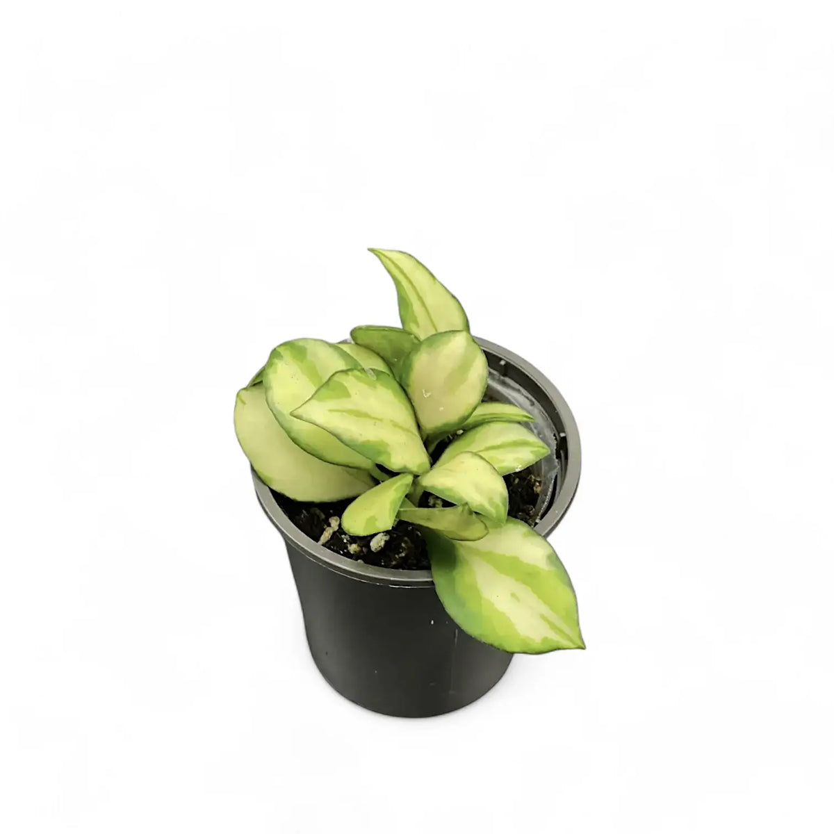Hoya heuschkeliana variegata potted plant in nursery pot on white background.