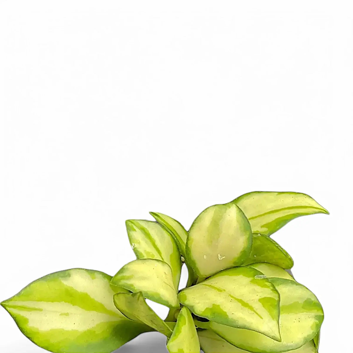 Hoya heuschkeliana variegata potted plant in nursery pot on white background.