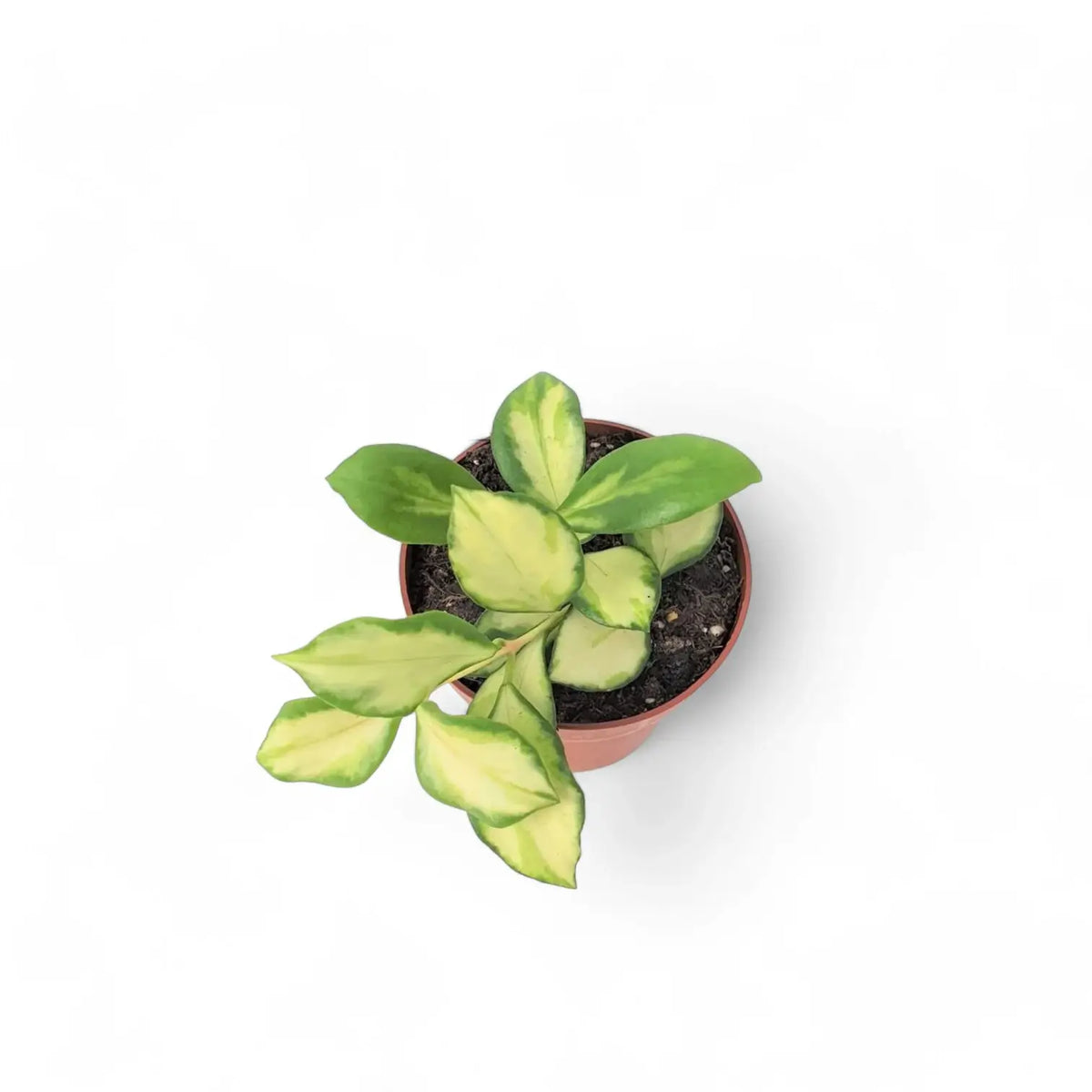 Hoya heuschkeliana variegata potted plant in nursery pot on white background.