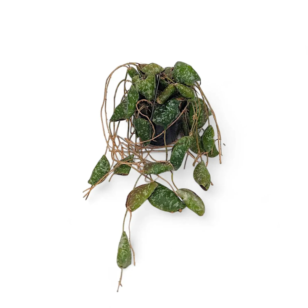 Hoya imbricata potted plant in nursery pot on white background.